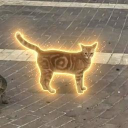 SOLCAT meme coin artwork